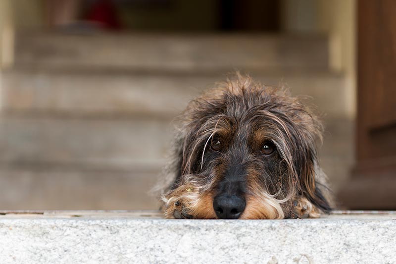 Hunde in der Schlossmatt